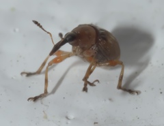 Nanodactylus obesulus
