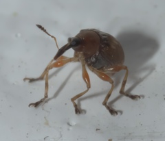 Nanodactylus obesulus