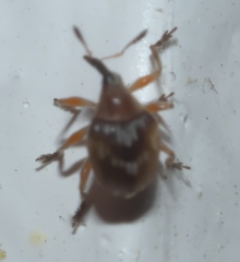 Nanodactylus obesulus