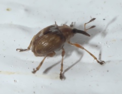 Nanodactylus obesulus