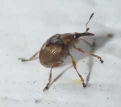 Nanodactylus obesulus