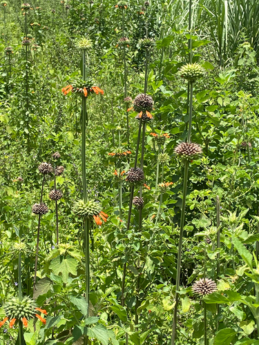 lion's ear