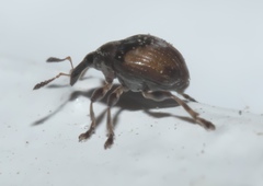 Nanodactylus obesulus
