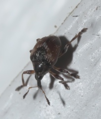 Nanodactylus obesulus