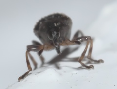 Nanodactylus obesulus