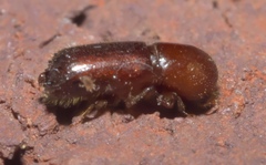Xyleborus celsus