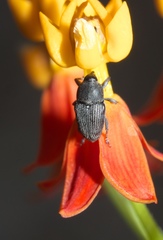 Odontocorynus