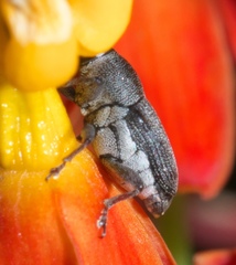 Odontocorynus