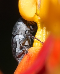 Odontocorynus