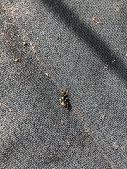 Pseudotetracha australis