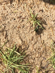 Pseudotetracha australis