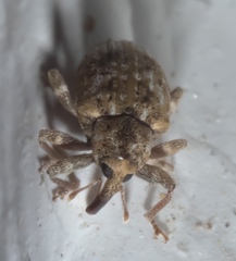 Conotrachelus recessus