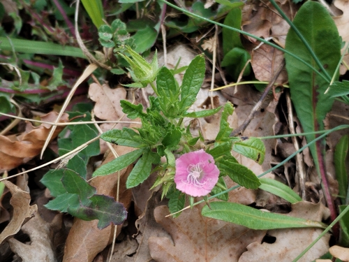Hairy Marshmallow (Malva setigera)