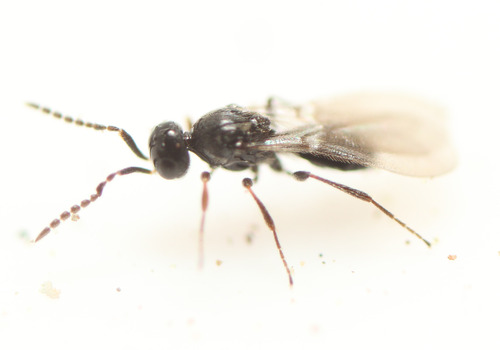 Trichacis tristis