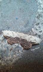 Schidax squamaria