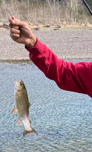 Oncorhynchus mykiss
