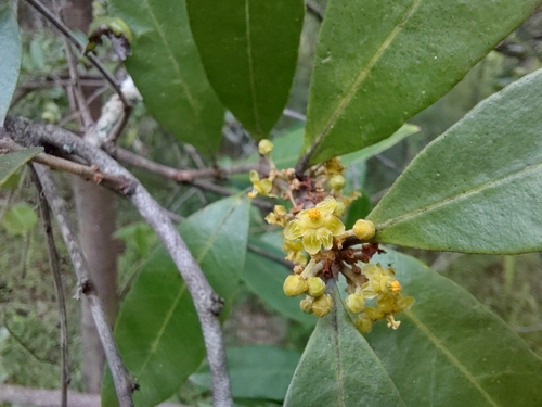 Salacia rhodesiaca