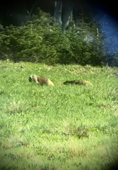 Marmota olympus