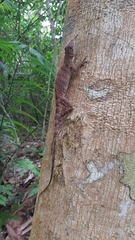 Anolis frenatus