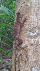 Anolis frenatus