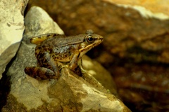 Highland Frog photo 1
