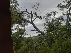 Phoeniculus purpureus marwitzi