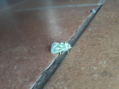 Coenobasis amoena