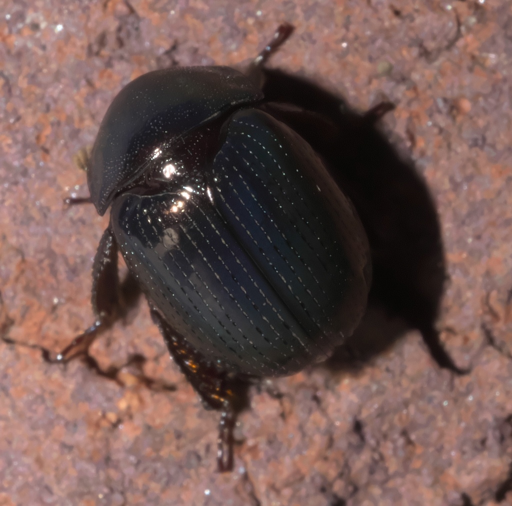 Germarostes aphodioides