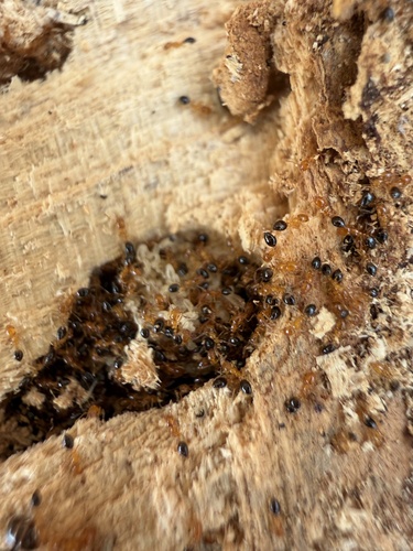 背视图图像 - Tōtōmi.cameraaa.JPN