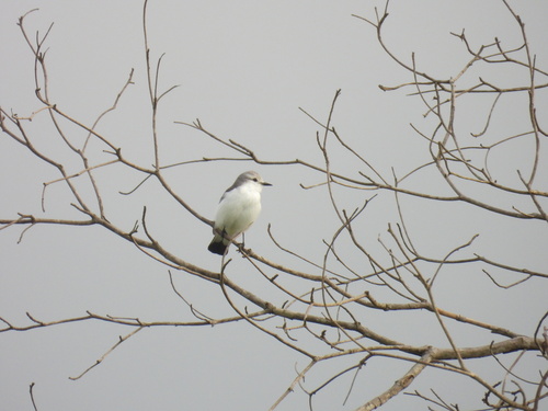 White-rumped Monjita