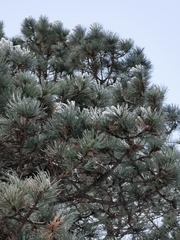 Pinus cooperi