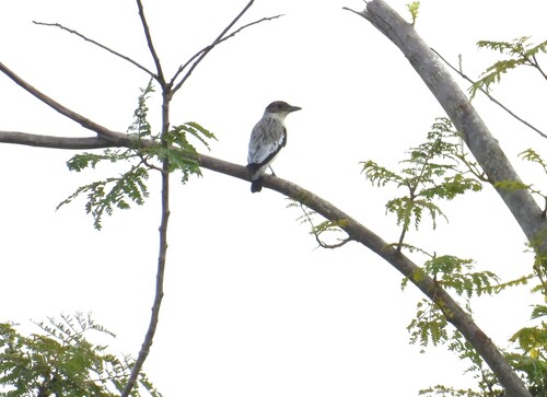 Black-crowned Tityra