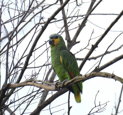 Orange-winged Amazon