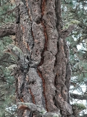 Pinus cooperi