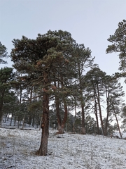Pinus cooperi