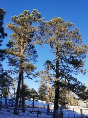 Pinus cooperi