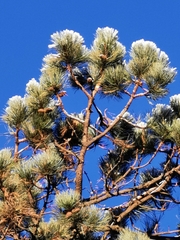 Pinus cooperi