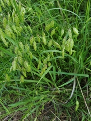 Bromus briziformis