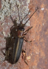 Oxycopis mimetica