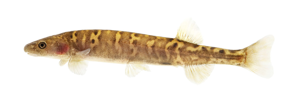 Riffle Galaxias
