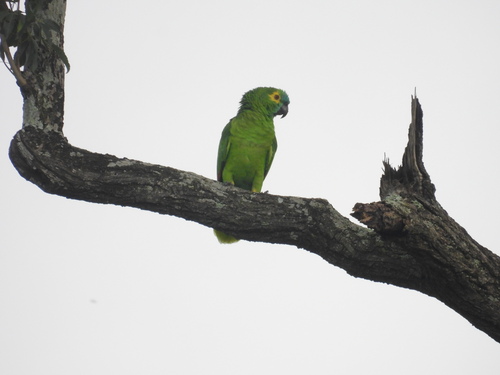 Turquoise-fronted Amazon