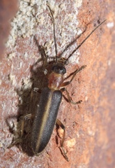 Oxycopis mimetica