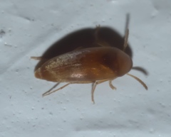 Anaspis rufa