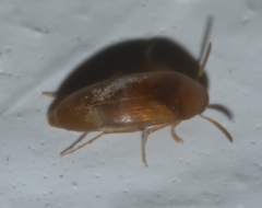 Anaspis rufa