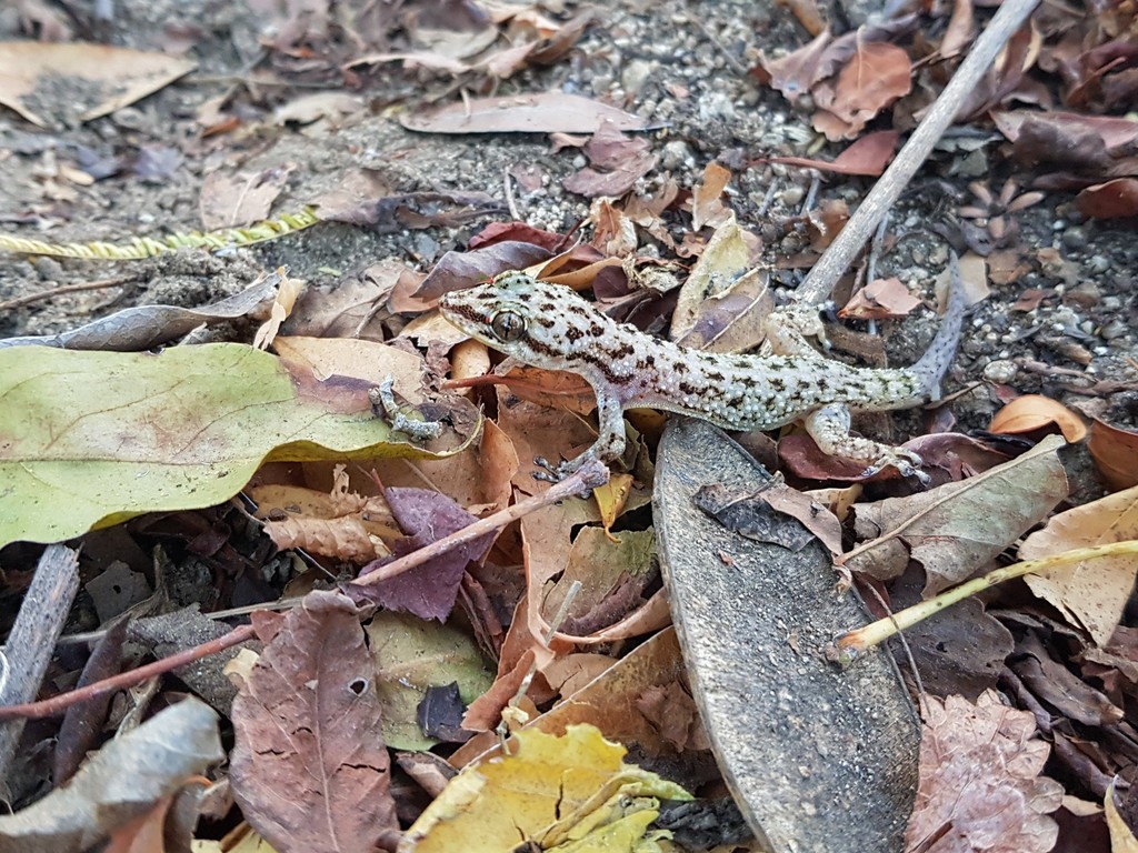 Oaxacan Leaf-Toed Gecko