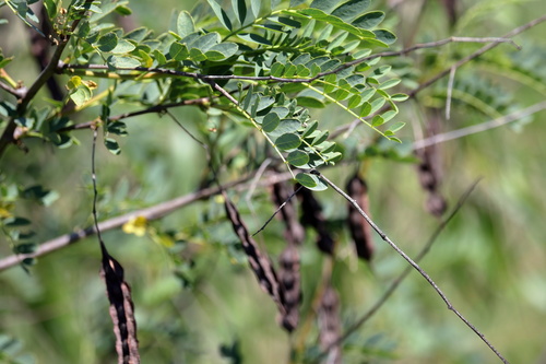 Rattlebush (Sesbania drummondii)