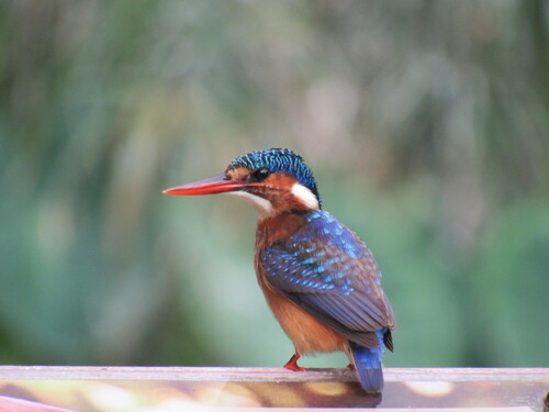 iNaturalist: (c) c, some rights reserved (CC BY-NC), uploaded by c iNaturalist image