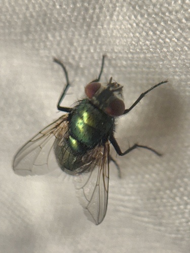 Unknown species found near W Inyokern Rd, Ridgecrest, CA, US