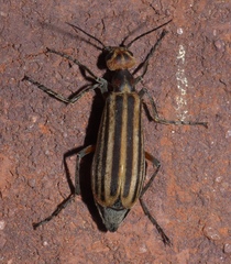 Epicauta vittata