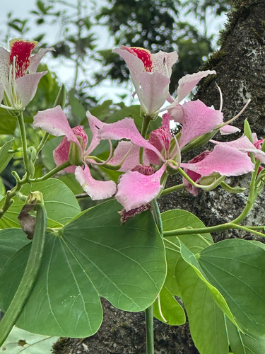 Napoleon's Plume (Bauhinia monandra)